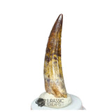 20294- Nicely Preserved Suchomimus tenerensis Dinosaur Tooth IN CATAWIKI AUCTION NOW