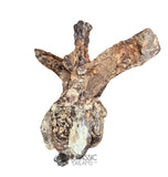 20189 - Rare Huge Jurassic Megalosaurid Theropod Dinosaur Dorsal Vertebra Bone