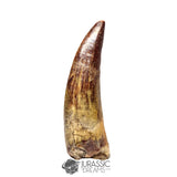 20426- Nicely Preserved Suchomimus tenerensis Dinosaur Tooth IN CATAWIKI AUCTION NOW