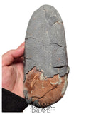 J494 - Museum Grade Huge OVIRAPTOR cf philoceratops Fossil Egg Elongatoolithidae - Cretaceous from Gobi Desert