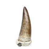 20437- Nicely Preserved Suchomimus tenerensis Dinosaur Tooth IN CATAWIKI AUCTION NOW