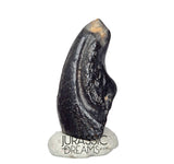 J140 - Top Rare Alvarezsaurid Theropod Dinosaur Claw - Lower Cretaceous Elrhaz Fm