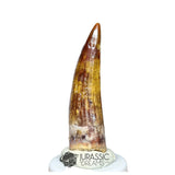 20307- Nicely Preserved Suchomimus tenerensis Dinosaur Tooth IN CATAWIKI AUCTION NOW