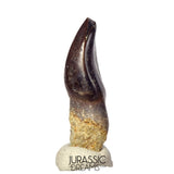 J523 - Top Rare Eusauropoda indet cf Bothriospondylus madagascariensis Sauropod Dinosaur Tooth - Middle Jurassic