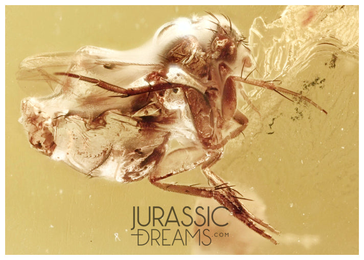 J28 - FAT Scuttle fly PHORIDAE Fossil Inclusion Genuine BALTIC AMBER + HQ Picture