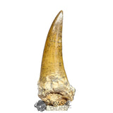 20029 - Nicely Preserved Large Suchomimus tenerensis Dinosaur Tooth