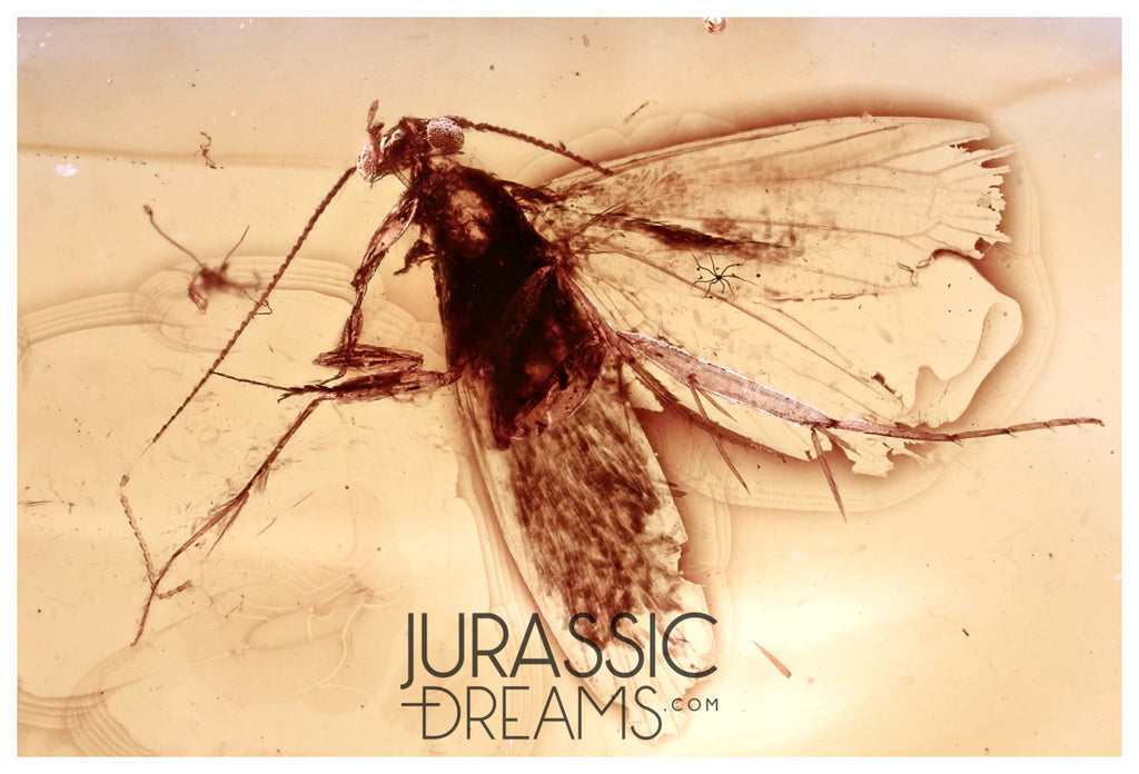 J41 - MOTH Lepidoptera Fossil Inclusion Genuine BALTIC AMBER + HQ Picture