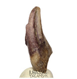 J278 - Top Rare Killer Unidentified Theropod Dinosaur Claw - Lower Cretaceous Elrhaz Fm