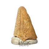 J488 - Ultra Rare Pachycephalosaurus wyomingensis Foot Claw - Late Cretaceous - Hell Creek Fm