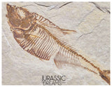 S323 - Nicely Preserved Association of 2 "Diplomystus dentatus" Fossil Fishes - Eocene Age from USA