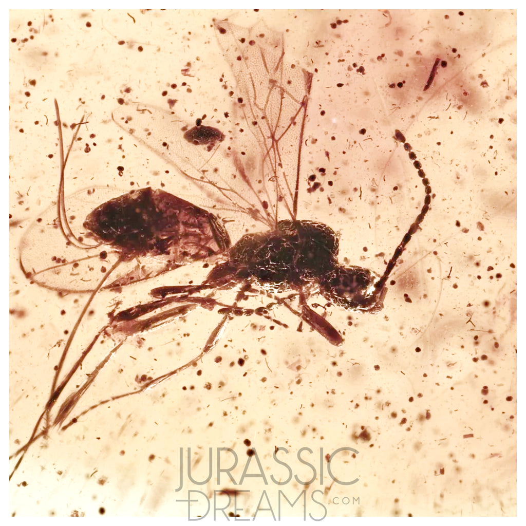 J09 - WASP Hymenoptera Fossil Inclusion Genuine BALTIC AMBER + HQ Picture