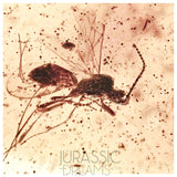 J09 - WASP Hymenoptera Fossil Inclusion Genuine BALTIC AMBER + HQ Picture