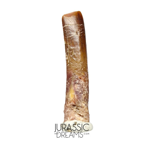 S75 - Top Rare Nigersaurus taqueti (Rebbachisaurid) Sauropod Dinosaur Tooth