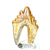 20231 - Nicely Preserved Basilosaurus (Whale Ancestor) Molar Rooted Tooth IN CATAWIKI AUCTION NOW