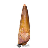 20174 - Nicely Preserved Large Spinosaurus aegyptiacus Dinosaur Tooth