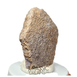 J202- Exceedingly Rare Saltasaurus Titanosaur Egg Shell - Late Cretaceous Anacleto Fm
