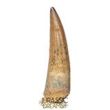S315 - Gem Grade Suchomimus tenerensis Spinosaurid Partially Rooted Dinosaur Tooth - VISIBLE CARINA