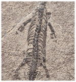 S124 - Superb Top Quality Juvenile Baby Keichousaurus hui Early Triassic Marine Reptile