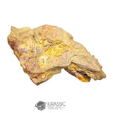20237 - Exceedingly Rare Carcharodontosaurus saharicus Postorbital-Lacrimal Skull Bone