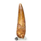 20179 - Nicely Preserved Large Spinosaurus aegyptiacus Dinosaur Tooth IN CATAWIKI AUCTION NOW