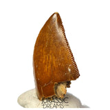 S361 - Outstanding Large Majungasaurus crenatissimus Abelisaurid Dinosaur Tooth - Late Cretaceous