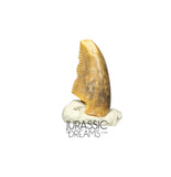 S72 - Exceedingly Rare Zapsalis abradens (Dromaeosaurid Raptor Theropod) Dinosaur Tooth - Judith River Fm