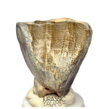S504 - Top Huge Ouranosaurus nigeriensis Basal Hadrosaurid Dinosaur Tooth - Cretaceous Elrhaz Fm