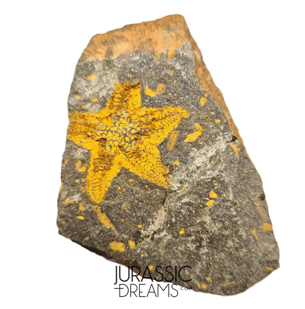 S81 - Nicely Preserved Petraster Ordovician Starfish Tiouririne Formation