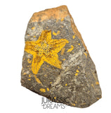 S81 - Nicely Preserved Petraster Ordovician Starfish Tiouririne Formation
