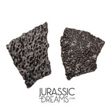 J282 - Exceedingly Rare Hadrosaurid (cf Maisaura peeblesorum) Set of 2 Egg Shells - Late Cretaceous Two Medicine Fm