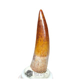 20228 - Gem Grade Spinosaurus aegyptiacus Dinosaur Tooth - Cretaceous KemKem Beds IN CATAWIKI AUCTION NOW