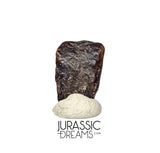 J412 - Nicely Preserved Edmontosaurus Hadrosaurid "duck-billed" Ornithopod Dinosaur Tooth - Hell Creek Fm