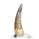 20185 - Nicely Preserved Large Suchomimus tenerensis Dinosaur Tooth IN CATAWIKI AUCTION NOW
