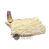 20017 - Unusual Suchomimus tenerensis Spinosaurid Dinosaur Left Hemi dentary IN CATAWIKI AUCTION NOW