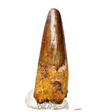 S130 - Nicely Preserved Spinosaurus aegyptiacus Dinosaur Tooth - Cretaceous KemKem Beds
