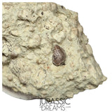 S134 - Exceedingly Rare Oldest Thyreophoran Dinosaur Tooth (Likely cf Spicomellus or Adratiklit) - El Mers Fm