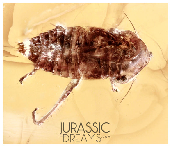 J33 - LEAFHOPPER Cicadellidae Cicada Fossil Inclusion Genuine BALTIC AMBER + HQ Picture