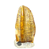 20020 -Exceedingly Rare Unidentified Basal Iguanodontian Dinosaur Tooth