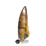 20494- Nicely Preserved Suchomimus tenerensis Dinosaur Tooth IN CATAWIKI AUCTION NOW