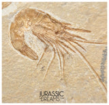 S321 - Nice Association of 2 Fossil Shrimps "Carpopenaeus sp" Mass Mortality Plate - Cretaceous Lebanon