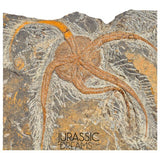 S269 - Huge Nicely Preserved Ordovician Aged Brittle Star (Ophiura sp)