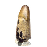 20449 - Huge Sarcosuchus imperator Crocodile Tooth - Lower Cretaceous Elrhaz Fm IN CATAWIKI AUCTION NOW