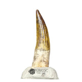 20127 - Nicely Preserved Suchomimus tenerensis Dinosaur Tooth IN CATAWIKI AUCTION NOW