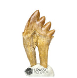 20245 - Nicely Preserved Basilosaurus (Whale Ancestor) Molar Rooted Tooth IN CATAWIKI AUCTION NOW
