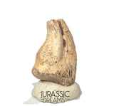 J302 - Top Rare Unidentified Theropod Dinosaur Claw - Lower Cretaceous Elrhaz Fm