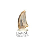 S73 - Top Rare Acheroraptor temertyorum (Dromaeosaurid Raptor Theropod) Dinosaur Tooth - Hell Creek Formation