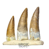 S261 - Set of 3 Juvenile Suchomimus tenerensis Spinosaurid Dinosaur Teeth - Finest Quality