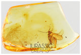 J25 - PHORESY Parasitism MITE & FUNGUS GNAT Fossil Inclusion Genuine BALTIC AMBER + HQ Picture