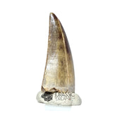 20046- Nicely Preserved Afrovenator abakensis Megalosaurid Dinosaur Tooth Jurassic Tiouraren Fm