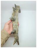 1199 - Museum Grade Spicomellus afer Oldest Ankylosaurian Dinosaur Complete Spiny Rib - El Mers Fm